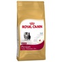 ROYAL CANIN Breed Feline Kitten Persian  pro koata a bez nebo kojc Persk koky, 10kg